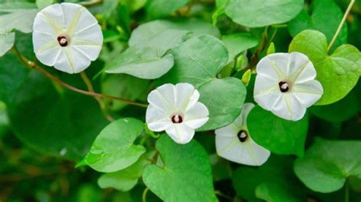 Unveiling the Maple Star: A Comprehensive Guide