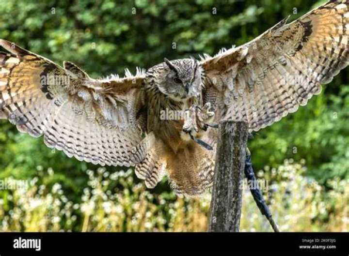 What is the Biggest Owl in the World?